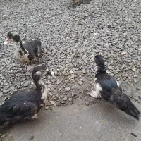 اردک اسرائیلی و محلی|حیوانات مزرعه|پیربازار, |دیوار