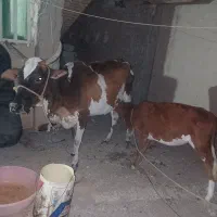 گاو با گوساله ماده