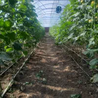 استاکار گلخانه