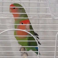 طوطی برزیلی کله هلوی