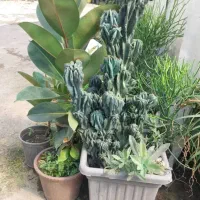 کاکتوس صخره ای|گل و گیاه طبیعی|رودبنه, |دیوار