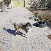 سگ ژرمن هاسکی