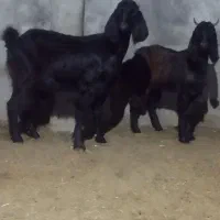 بز جوان با بزغاله ماده اس|حیوانات مزرعه|آق قلا, |دیوار