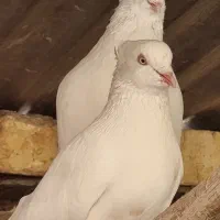 کبوتر اراکی و طوقی