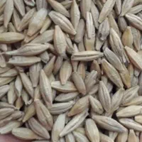 جو دیمی چاق