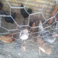 چندتا مرغ وخروس وجوجه امسال به فروش میرسد
