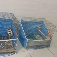 قناری دو عدد نر مست عالی|پرنده|شیراز, سلطان آباد|دیوار