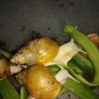 حلزون|خزنده|قم, شاه ابراهیم|دیوار