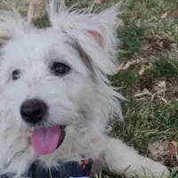 سگ پاکوتاه شیتزو تریر