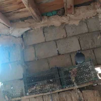 فروش30 عدد کبوتر سالم و بپر