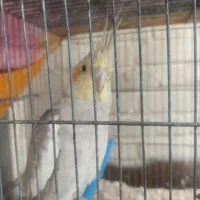 عروس هلندی|پرنده|شیراز, تندگویان|دیوار