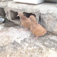 جوجه پرتقالی