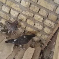 فروش 3جفت جوجه کبوتر