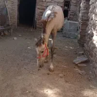 کره ماده هشت ماهه