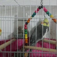 عروس هلندی جفت مولد
