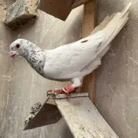 کبوتر یا کفتر سار سرور قورگی کفتر بومب