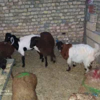 گوسفند زنده از وزن۳۵ کیلو به بالا بره|حیوانات مزرعه|مشهد, کشاورز|دیوار