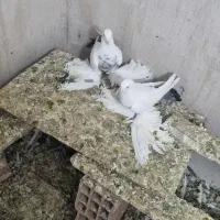 کبوتر گوی گویروخ