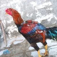 خروس لاری