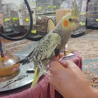عروس هلندی گل باقالی