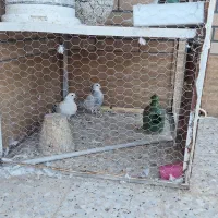 کفتر پرشی سفید پاک