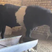 بزغاله پاکستانی اصل|حیوانات مزرعه|شهرضا, |دیوار