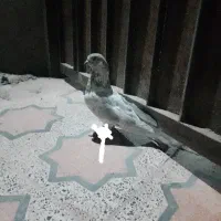 کبوتر باختی گرفتم صاحبش کسی هست بیاد