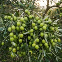 فروش فوری نهال زیتون با هدیه ویژه فرصت محدود|خدمات باغبانی و درختکاری|کاشان, دروازه فین|دیوار