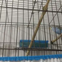 مرغ عشق|پرنده|مهریز, |دیوار