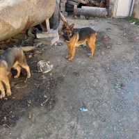 واگذاری سگ پاکوتاه|سگ|اردبیل, |دیوار