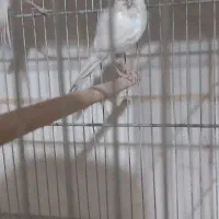 قناری سوپری کاکلی وساده|پرنده|تهران, مینای جنوبی|دیوار