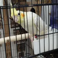 دو عدد عروس هلندی با قفس
