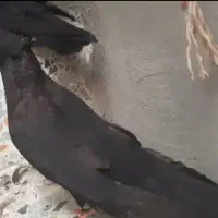 سیاه واکسی|پرنده|مسجد سلیمان, |دیوار