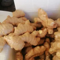 فروش ویژه زنجبیل وزردچوبه