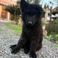 یک جفت ژرمن نر ماده خریدار واقعی تخفیف داره.|سگ|رودسر, |دیوار