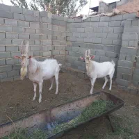 کل ثانن|حیوانات مزرعه|امیرآباد, |دیوار