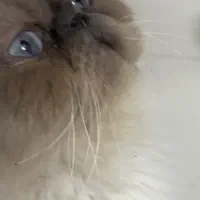 فروش فوری گربه