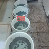 زالو طبی و آرایشی|خزنده|تهران, بهمن یار|دیوار