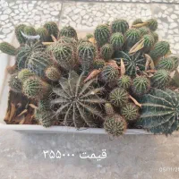 کاکتوس|گل و گیاه طبیعی|شیراز, کرونی(خاتونک)|دیوار