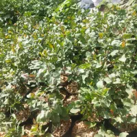 نهال پسته 1 ساله و 2 ساله|گل و گیاه طبیعی|شاهرود, |دیوار