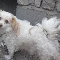 نژاد کوکر اسپانیل