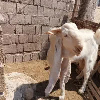 پازن گلابی|حیوانات مزرعه|بندر دیر, |دیوار