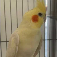 فروش عروس هلندی نر لوتینو