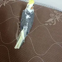 عروس هلندی گمشده