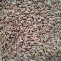 فروش.گندم آبی تمیز