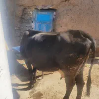 کاو سیمینتال|حیوانات مزرعه|بیلوار, |دیوار