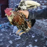 فروش خروس گلین