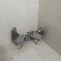 کبوتر پلاکی مسافتی آلمانی