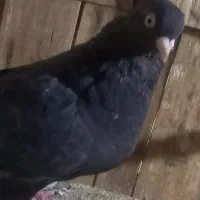 زاغ چشم نوک سفید|پرنده|قم, نخودی|دیوار