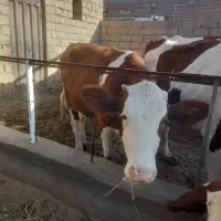 گوساله ماده